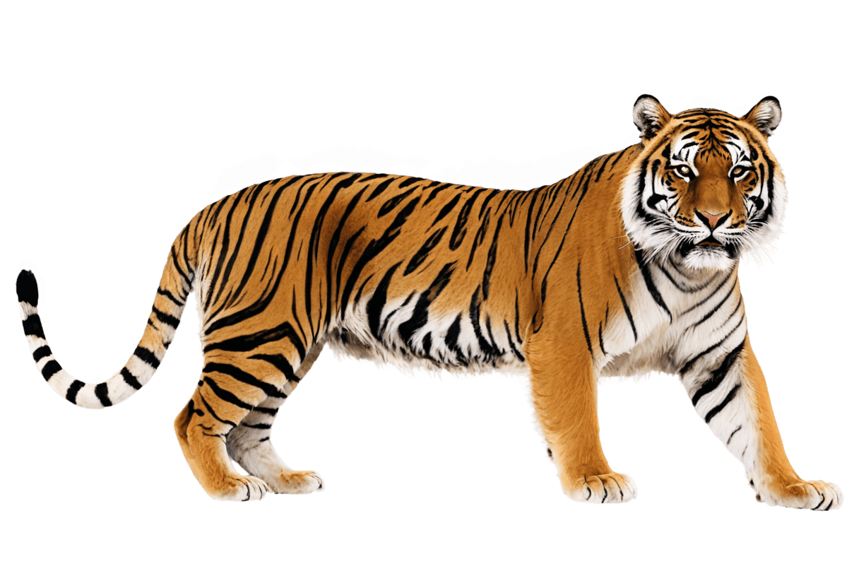 tiger,a tiger,tiger skin carpet,tiger_beast,squirrel/tiger,tiger pelt