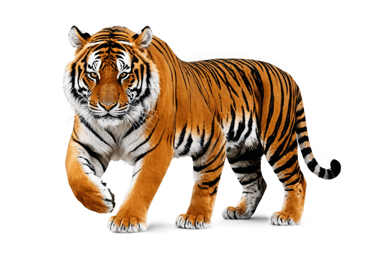 tigre, ((tigre))), tiger_beast, ardilla / tigre, piel de tigre, tigre sagrado