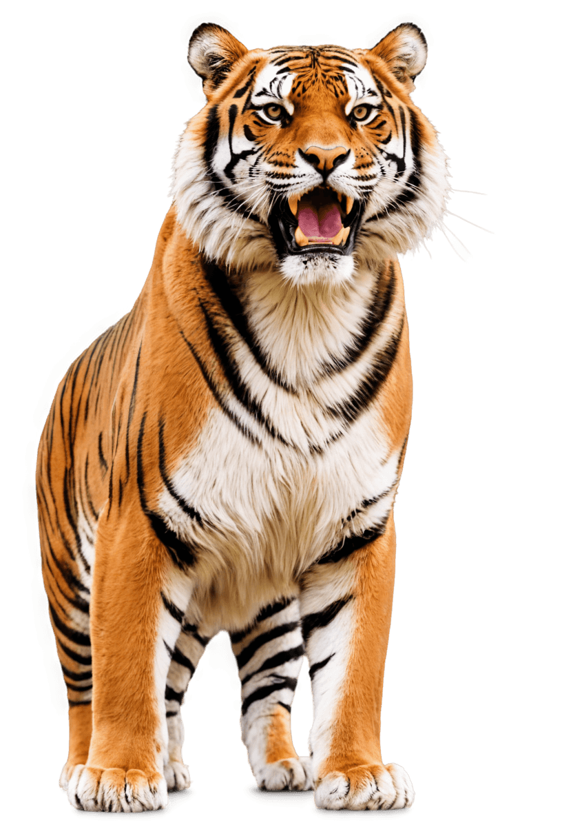 tigre, tigre de Auburn PNG, un tigre, tigre sagrado, piel de tigre, ardilla/tigre