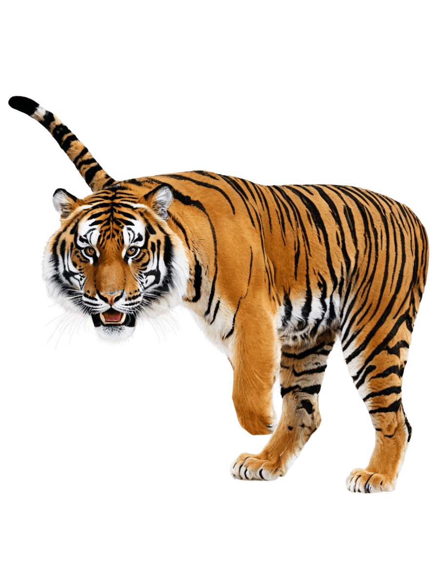 tigre, ((tigre)), tiger_beast, piel de tigre, piel de tigre, medio tigre