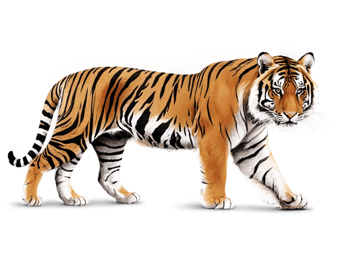 tiger,((tiger)),a tiger,squirrel/tiger,animal drawing,tiger skin