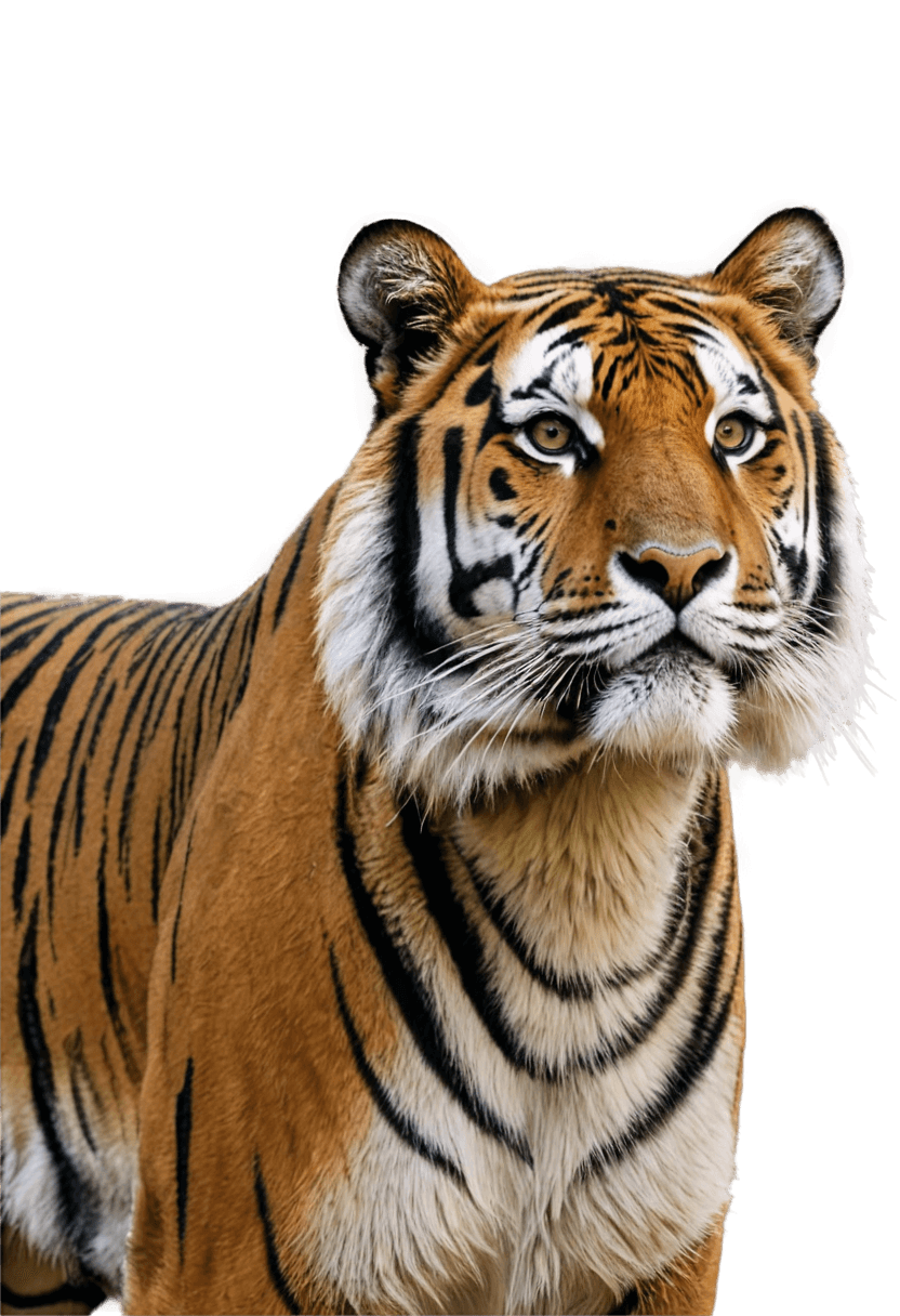 tigre, cabeza de tigre de bengala, macsot png, un tigre, tigre sagrado, rayas de tigre, tigres