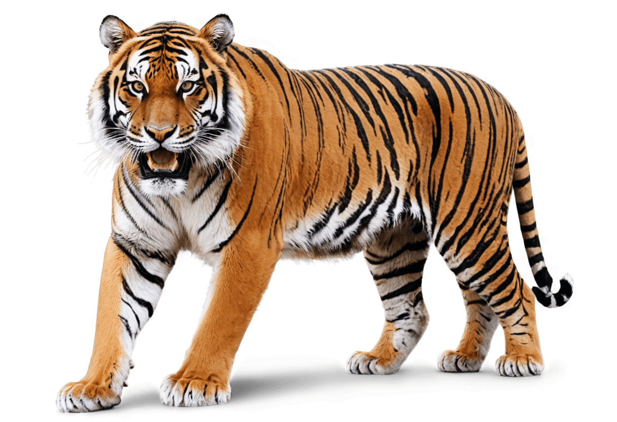 tiger,((tiger)),anthropomorphic tiger,tiger skin carpet,tiger pelt,tigers