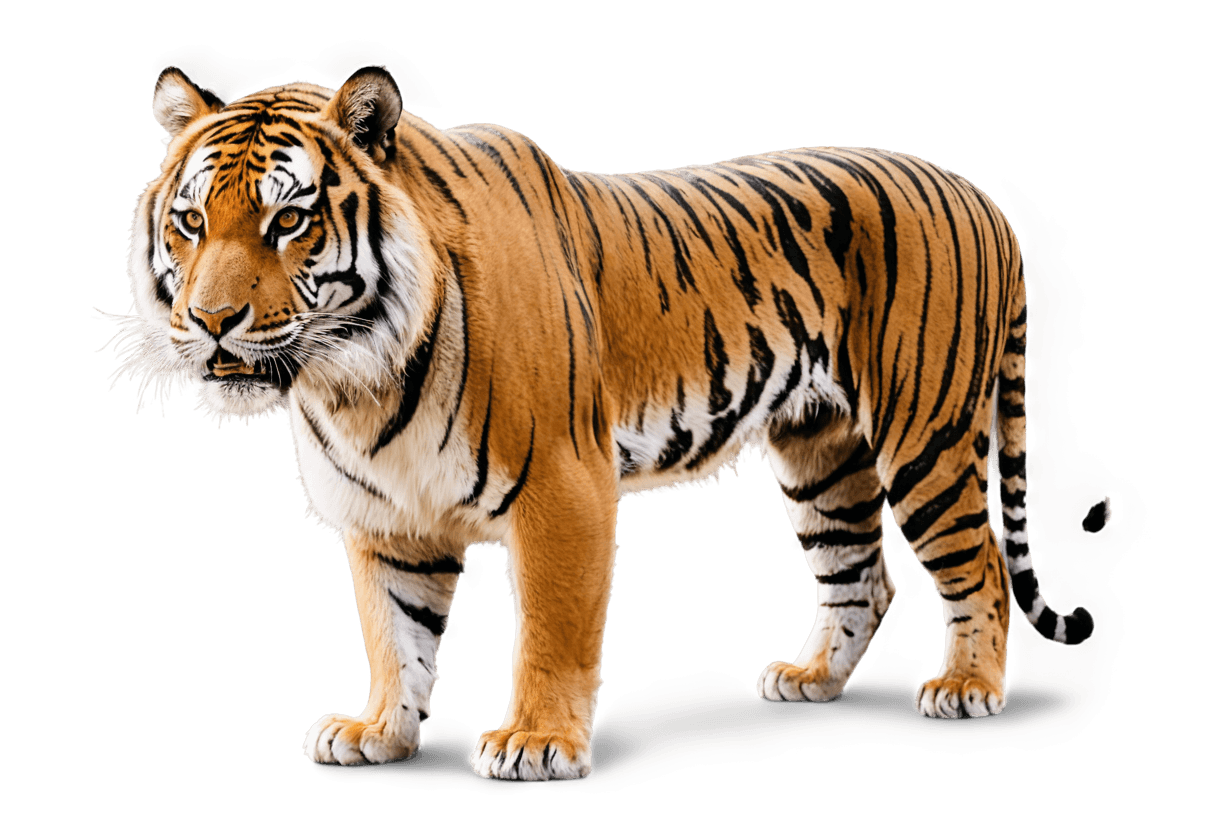 tiger,a tiger,tiger skin,tiger_beast,half tiger,tiger skin carpet