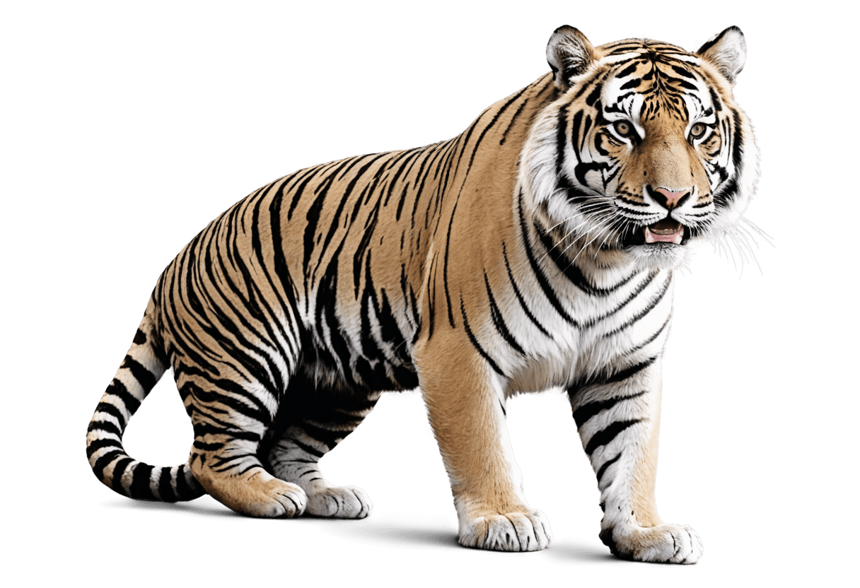 tiger,squirrel/tiger,tiger skin,photorealistic full body,maya renderer