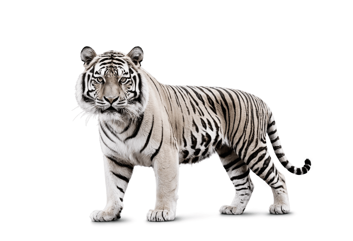 tigre, tigre blanco y negro png, un tigre, sombreado suave de la imagen, rayas de tigre