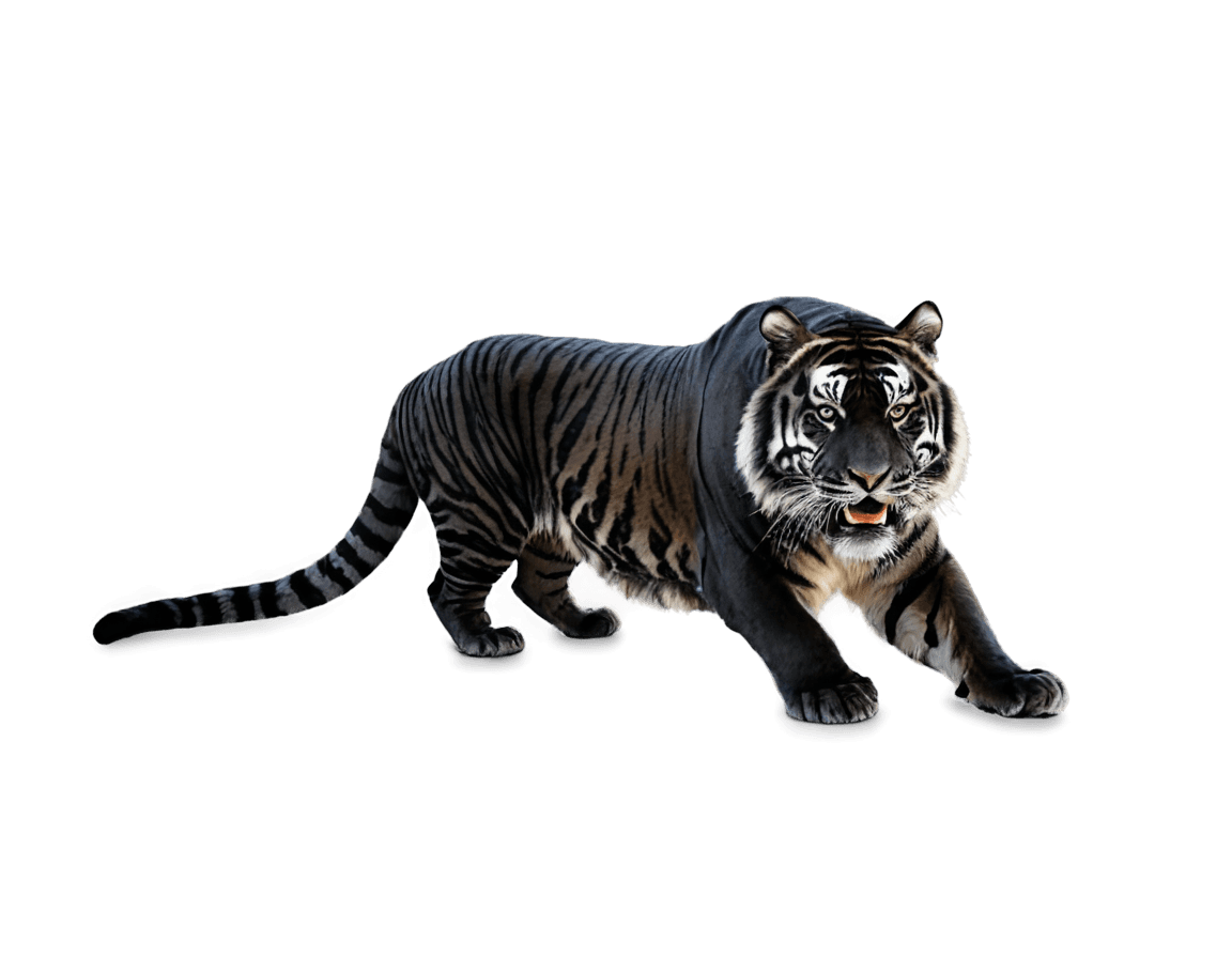 tiger,black tiger png,((tiger)),diffuse subsurface scattering,tiger_beast,sacred tiger