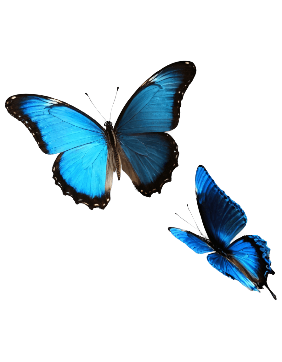 blue butterfly png hd A pair of blue butterflies on a blue background