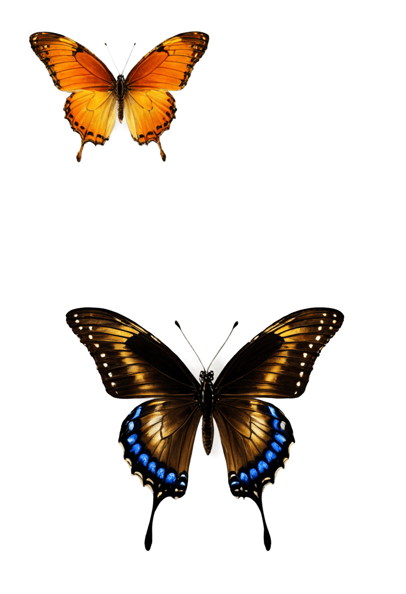 butterfly png mart Two butterflies are on a brown background