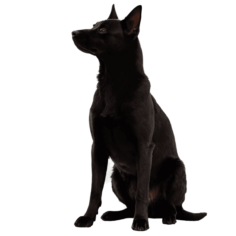 cat dog bird silhouette png A black dog sits in a dark room