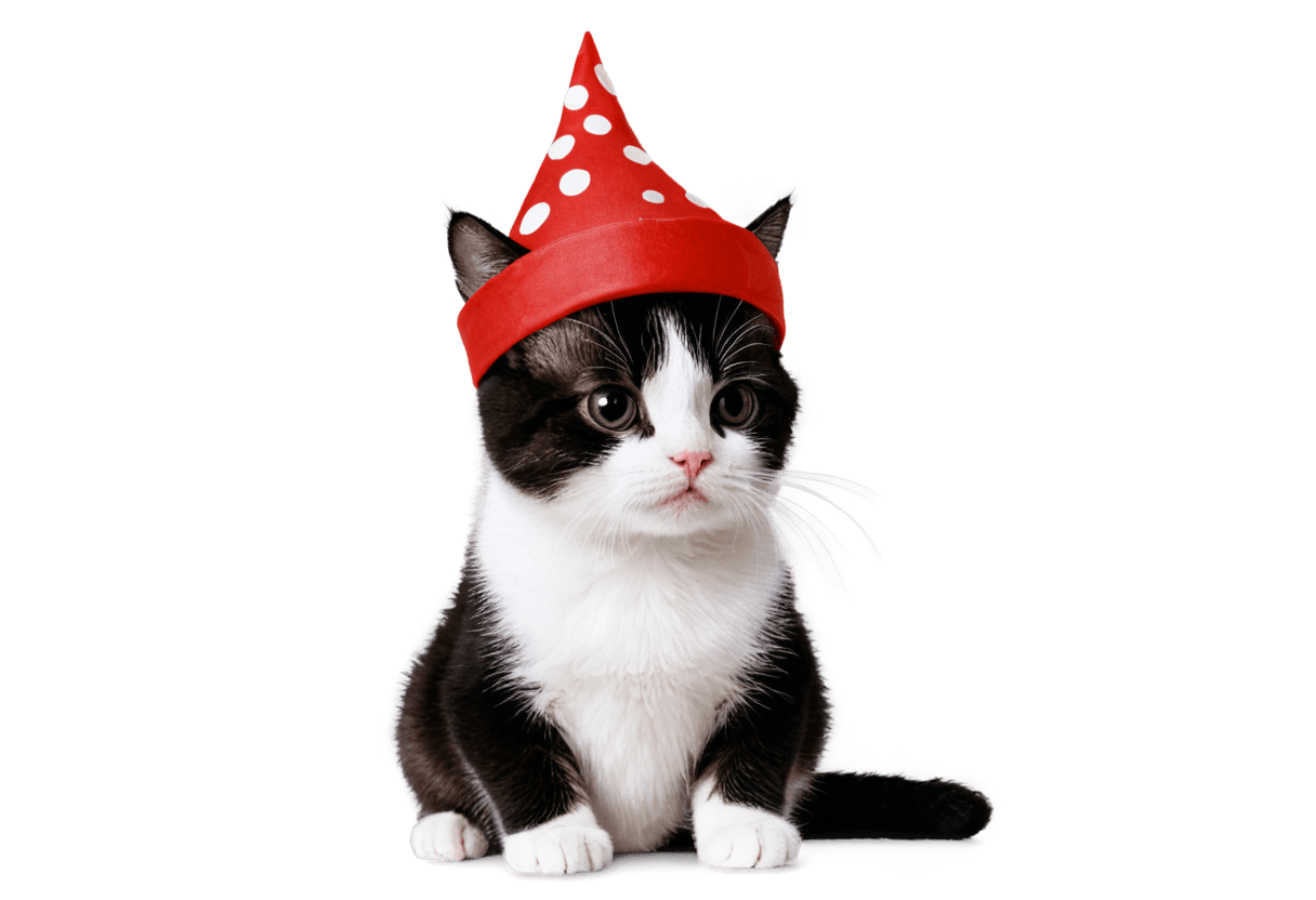 cat hat transparent png A cute cat wears a party hat