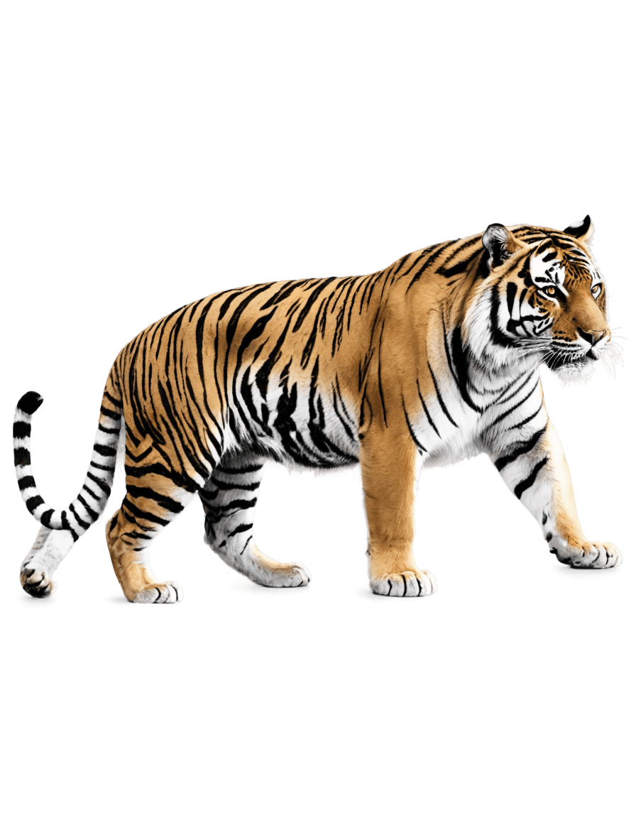 tiger,crawling black and white tiger png vector,a tiger,tiger_beast,sacred tiger,soft image shading