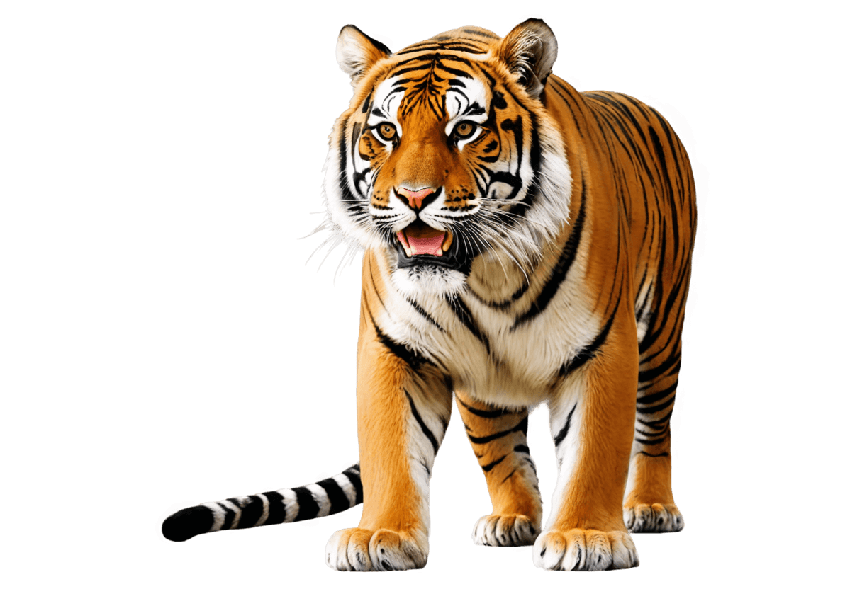 tigre, un tigre, tigre sagrado, tigre antropomórfico, tigres