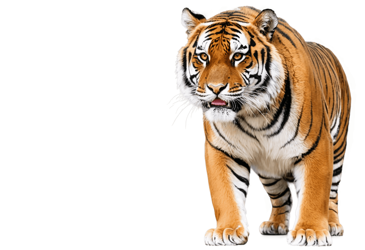 老虎，Dainel Tiger png，（（tiger）），a tiger，squirrel/tiger，tigers