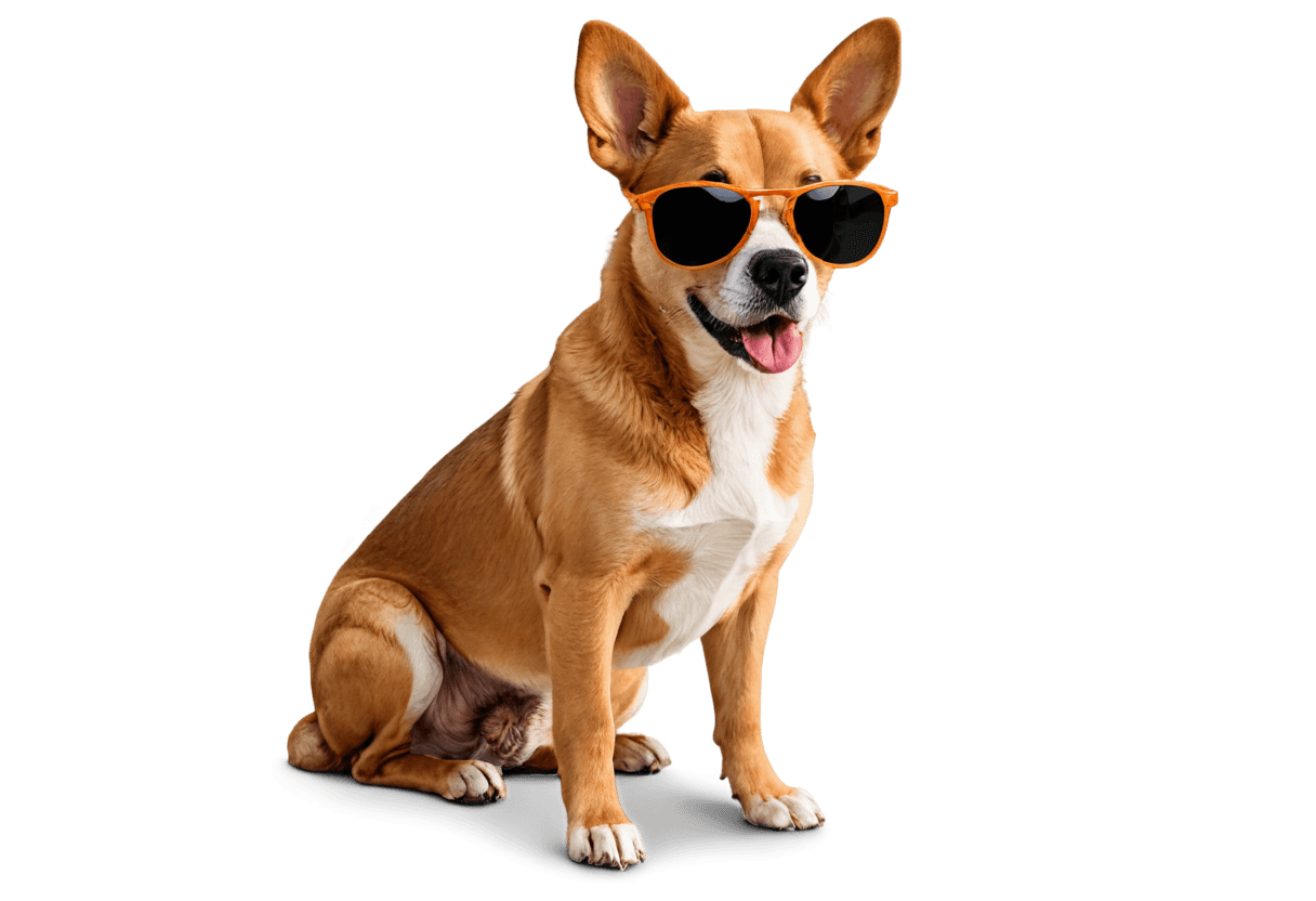 sunglasses,wearing orange sunglasses,wearing cool sunglasses,cute dog,aviator sunglasses,cool sunglasses