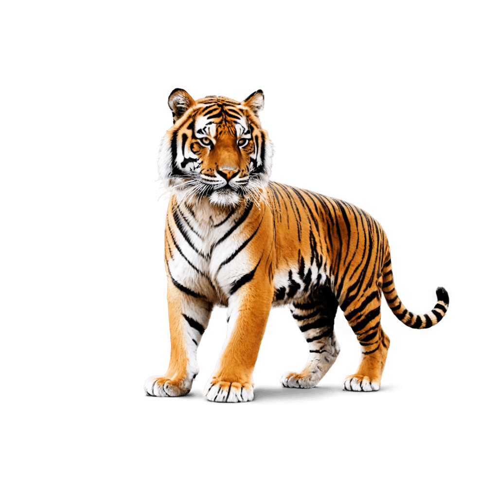 tiger,a tiger,tiger_beast,tiger skin,3d shadowing effect,sacred tiger