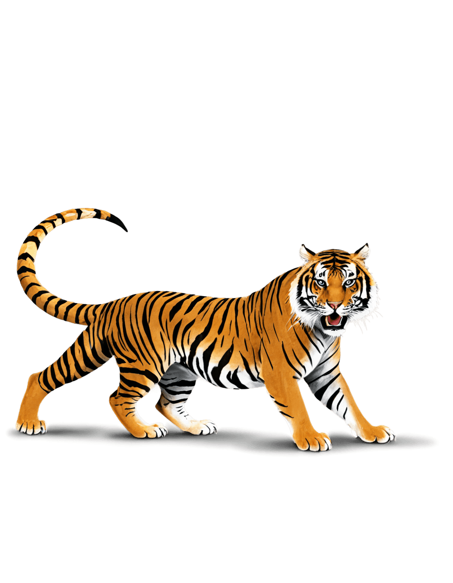 tigre, ((tigre)), un tigre, fondo transparente, tiger_beast, tigre sagrado