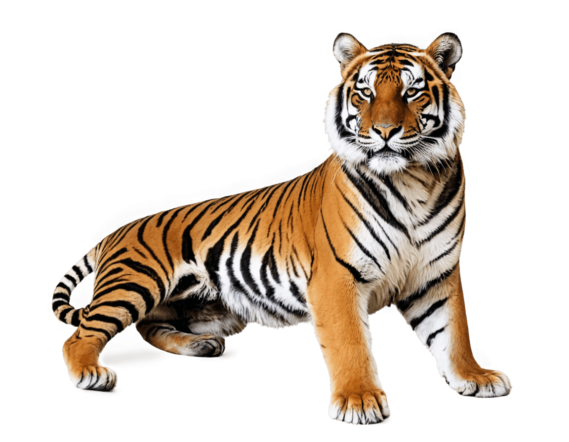 老虎，el tiger png，（（tiger）），a tiger，squirrel/tiger，tiger stripes