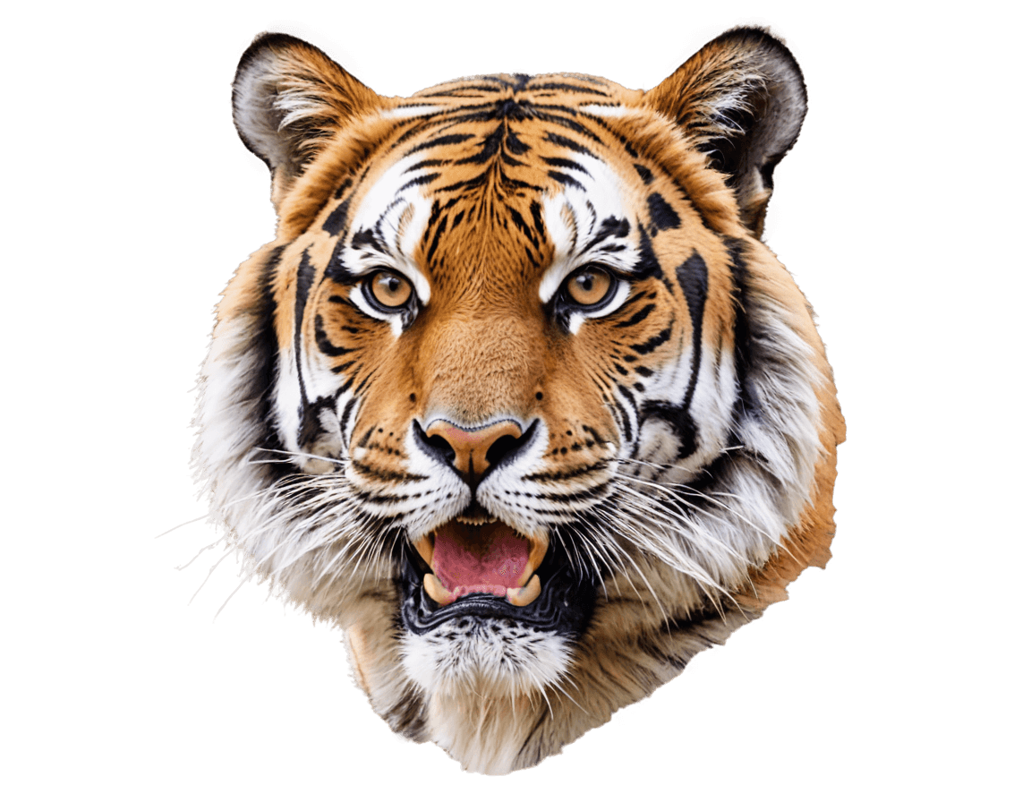 tiger,face tiger png,tiger_beast,tiger head