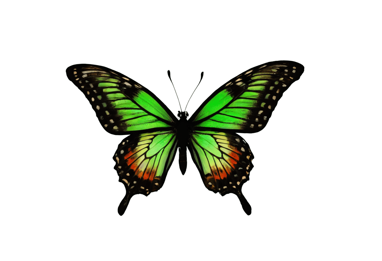 floral butterfly png A green butterfly on a dark background