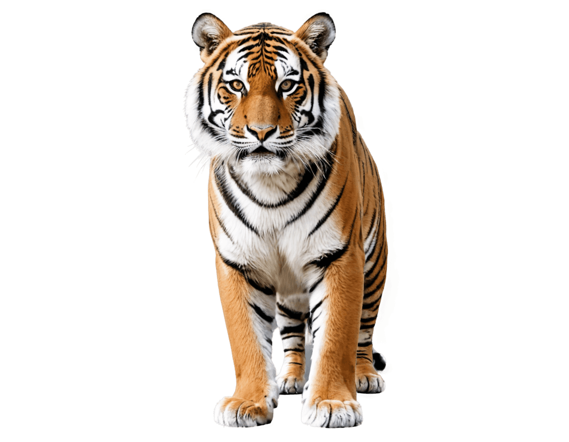 tiger,((tiger)),a tiger,tiger skin carpet,soft image shading,tiger stripes