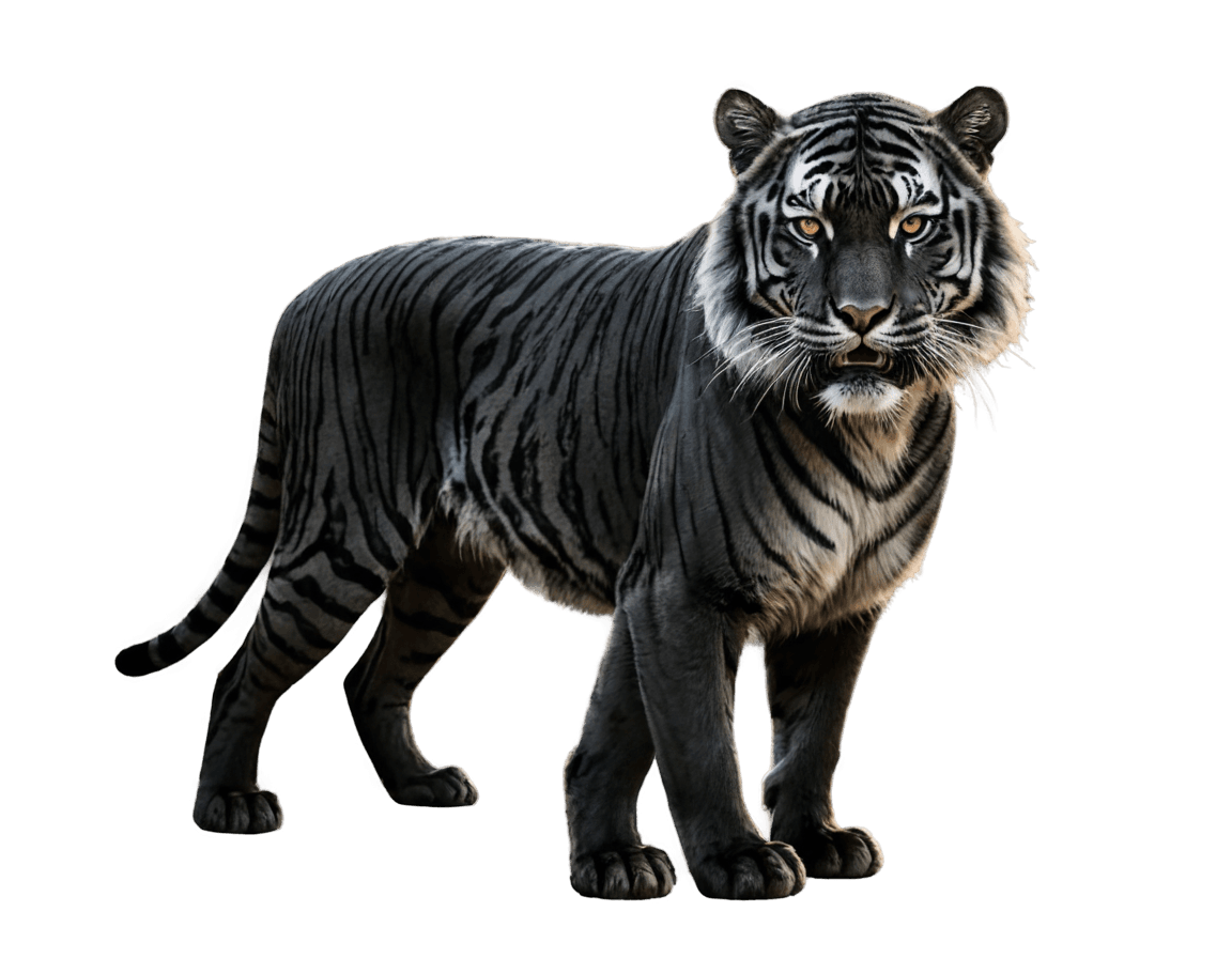 tiger,game of thrones black tiger png,a tiger,tiger stripes,half tiger,diffuse subsurface scattering