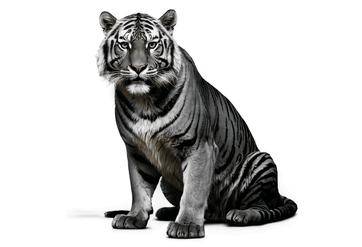 tigre, juego de tronos tigre negro png, un tigre, tigre sagrado