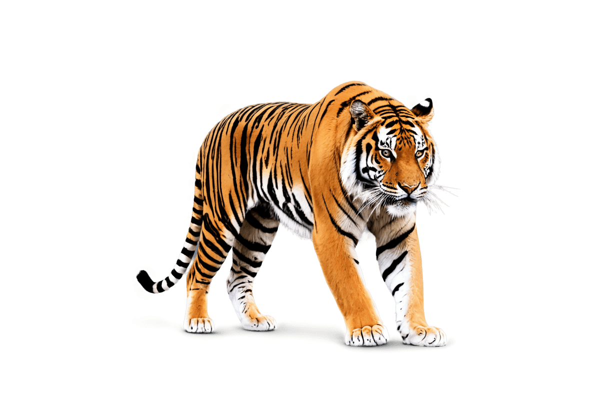 tiger,squirrel/tiger,half tiger,sacred tiger,tigers,anthropomorphic tiger