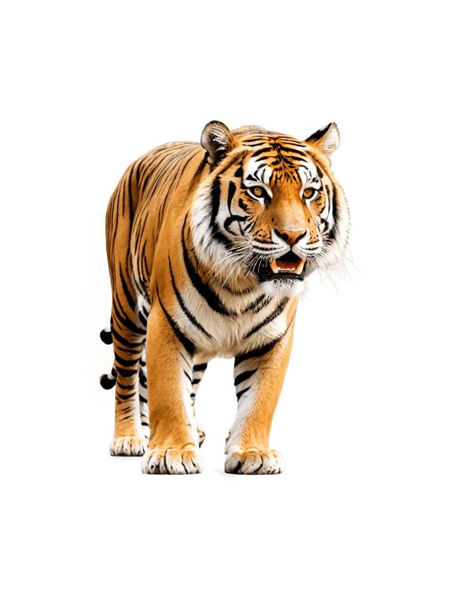 tiger,((tiger)),a tiger,tiger skin,soft image shading,transparent background