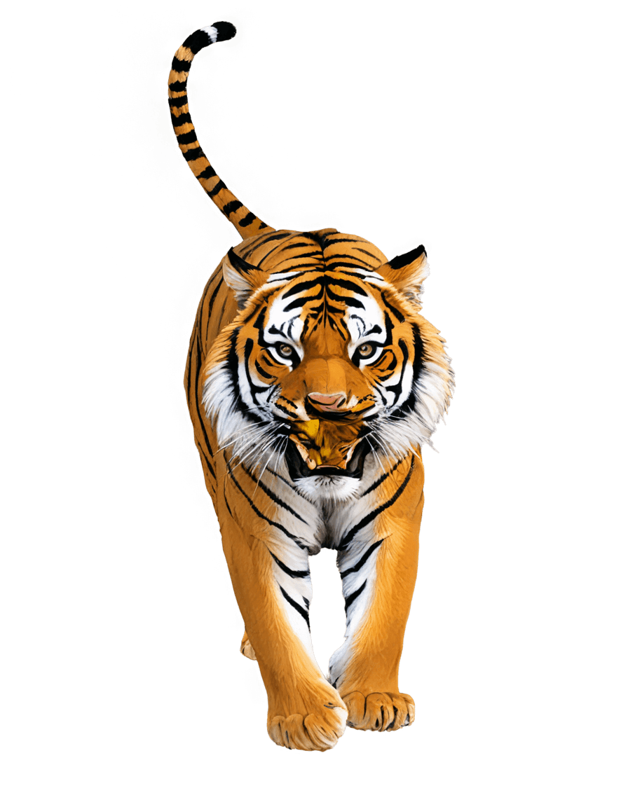 tigre, un tigre, ardilla / tigre, medio tigre, caza de un tigre, fotorenderizado