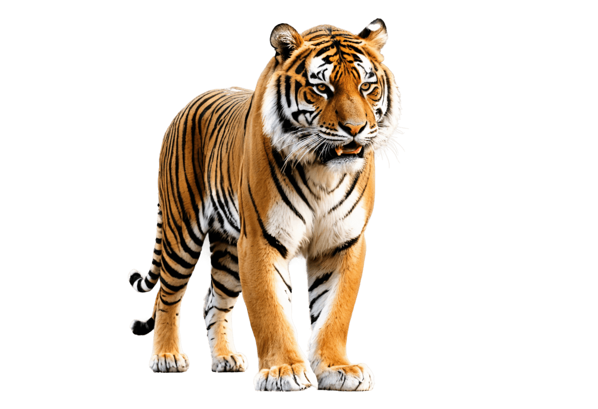 tigre, tigre grambling png, ardilla / tigre, tigre antropomórfico, piel de tigre, medio tigre