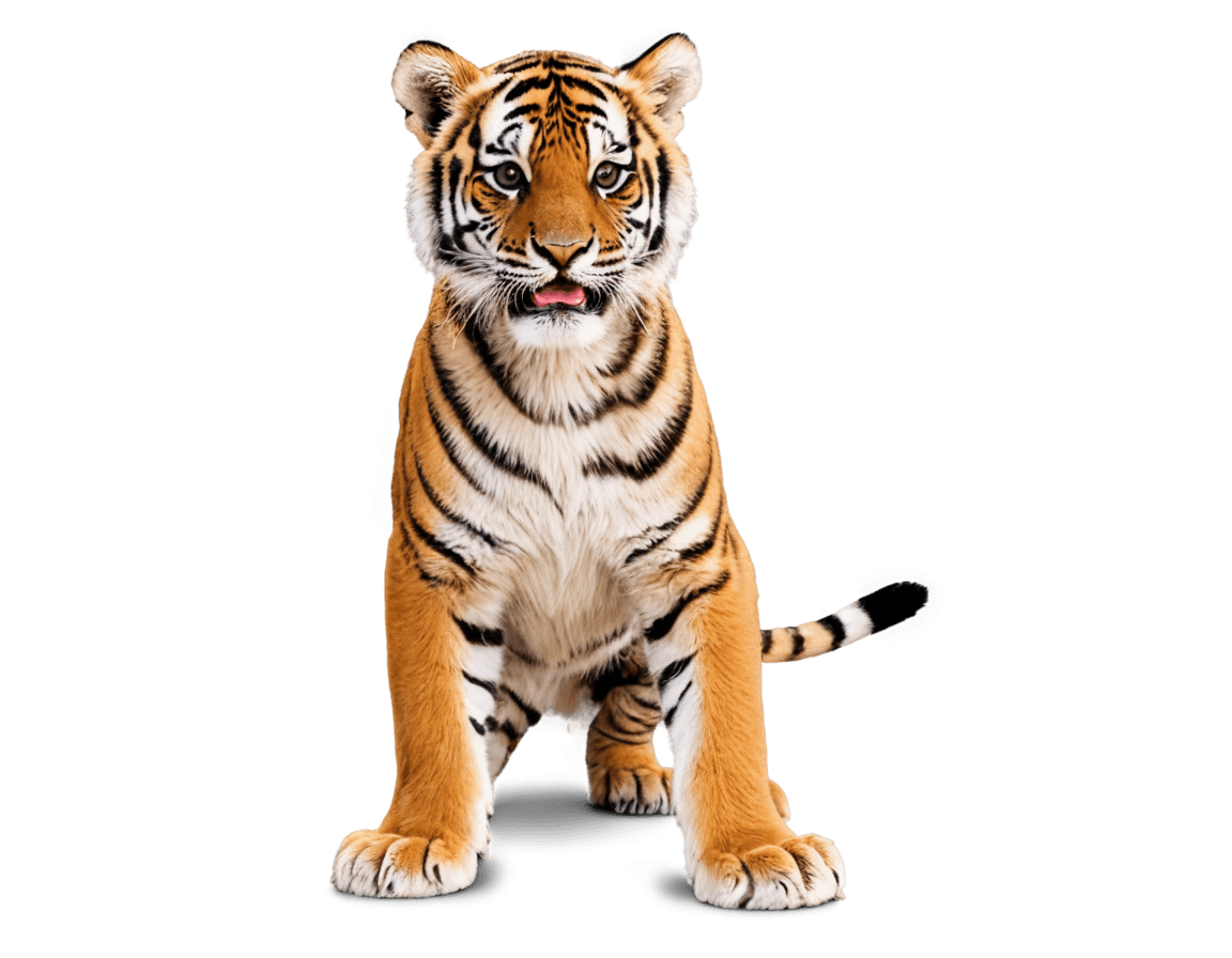 老虎，Greencastle Tiger Cubs PNG Logo，老虎，（（Tiger）），Maya Render，3D Image