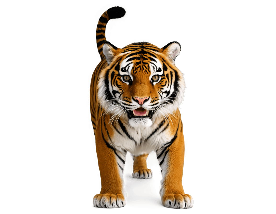 Tiger,Gucci Tiger png,((Tiger)),A Tiger,リス/タイガー,タイガースキン