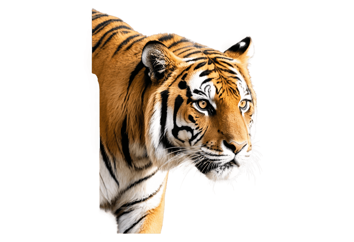 tiger,hd tiger photo png,transparent background,a tiger,tiger_beast,sacred tiger