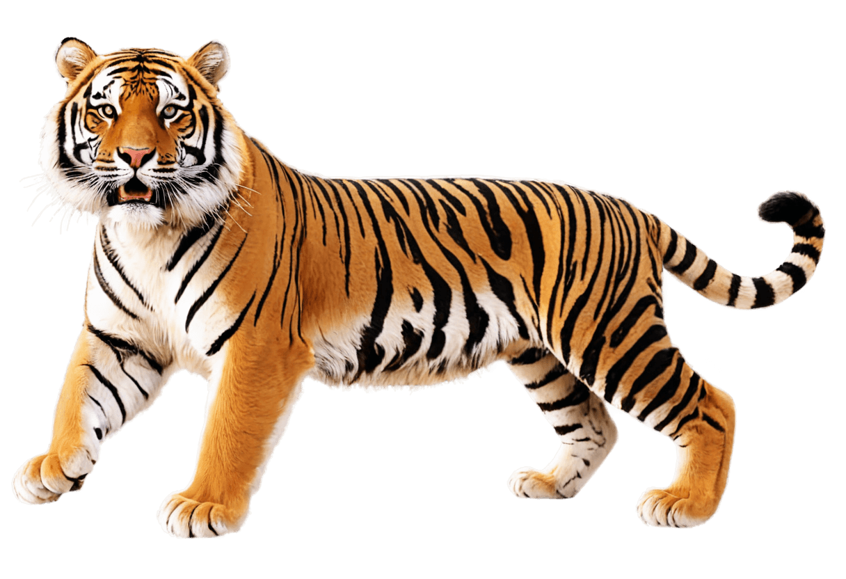 tigre,hobbes tigre png,((tigre)),un tigre,tiger_beast,piel de tigre