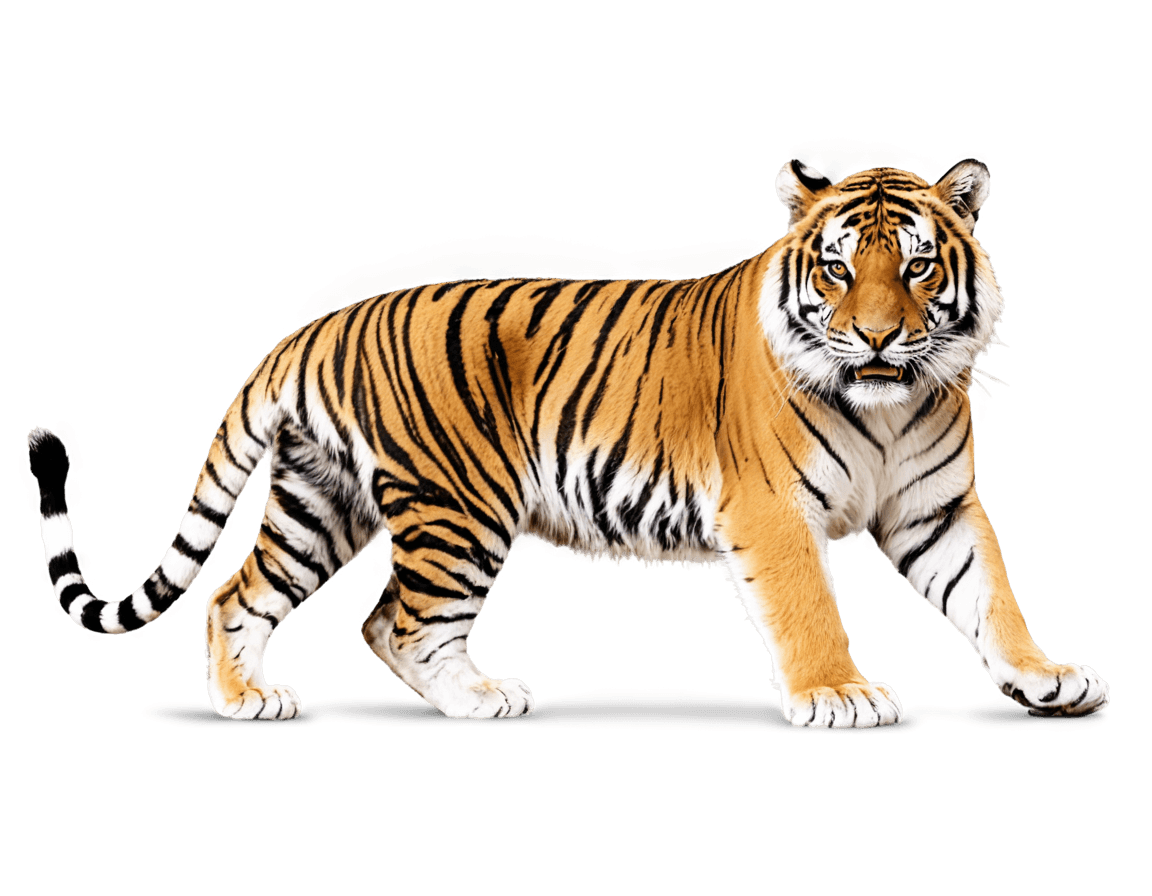 tigre, tigre de lsu png, un tigre, piel de tigre, ardilla / tigre, sombreado suave de la imagen