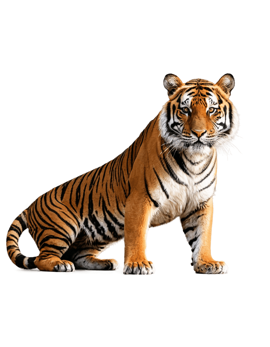 tigre, tigre malayo png, ((tigre)), un tigre, ardilla / tigre, pelaje marrón realista