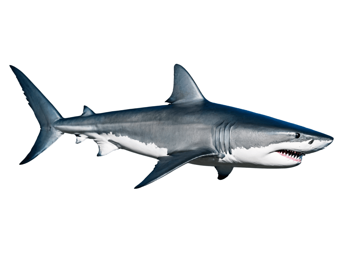 tiger,great white shark,blue shark,digital restoration,megalodon,realistic photography paleoart