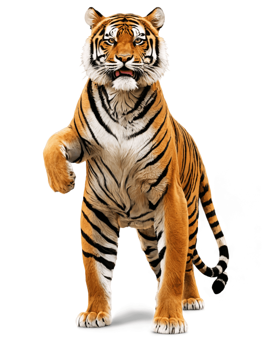 tigre, tigre muscular png, medio tigre, piel de tigre, cuerpo completo fotorrealista, piel de tigre