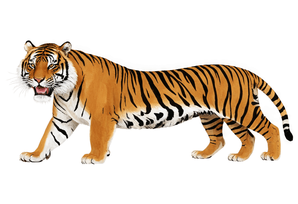 tiger,tiger pelt,tiger skin,squirrel/tiger,tigers,sacred tiger