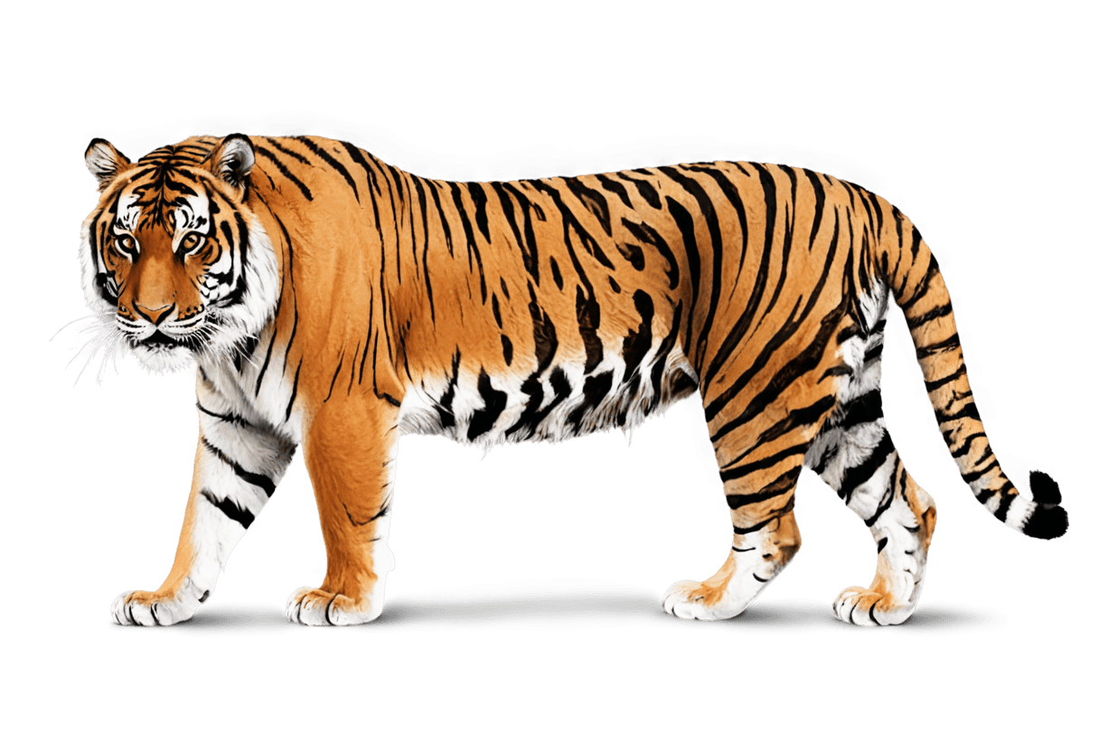 tigre, picsart tigre png, un tigre, ardilla / tigre, piel de tigre, pintura de animales