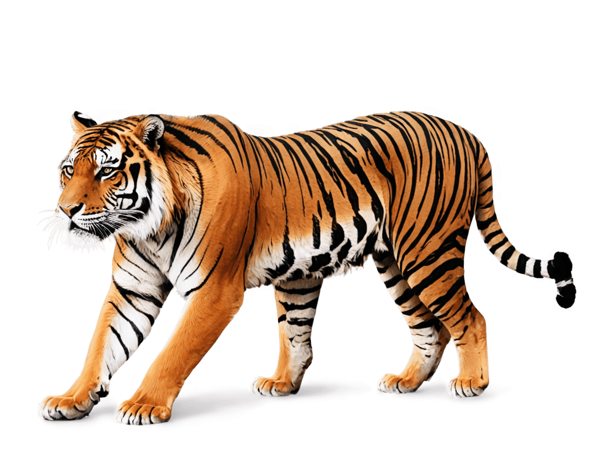 tiger,squirrel/tiger,tiger_beast,tigers,tiger skin,animal drawing