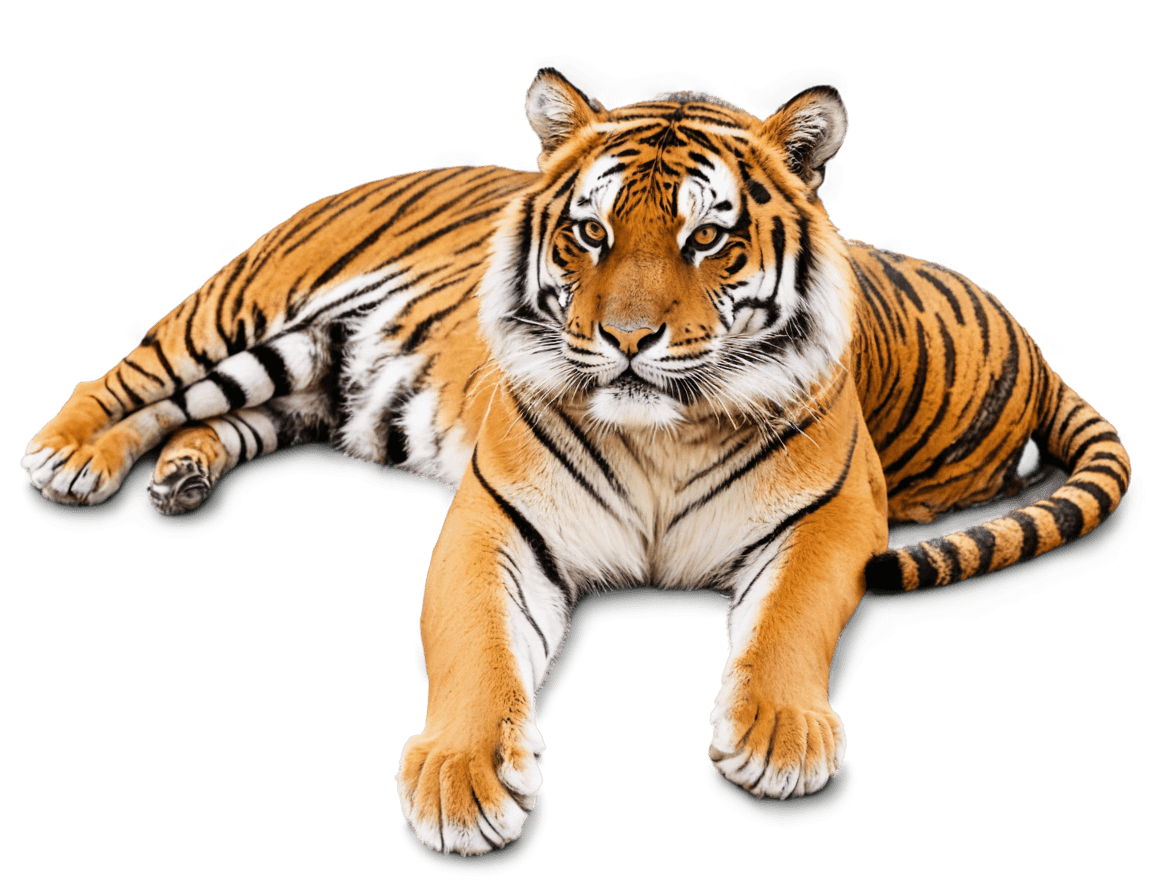 tiger,png image of tiger laying down,((tiger)),tiger skin,tiger pelt,soft image shading