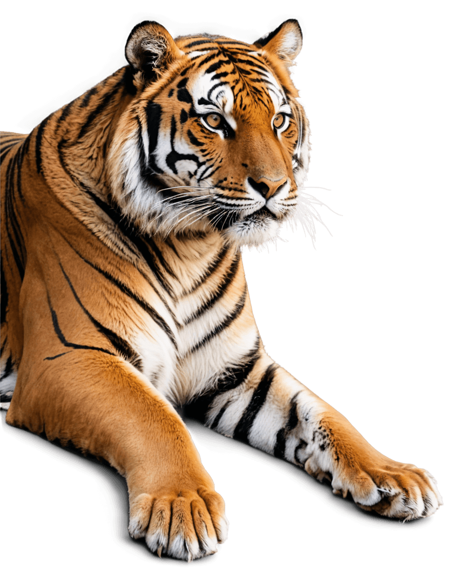 tiger,png image of tiger laying down,((tiger)),tiger skin,tiger skin carpet,realistic brown fur