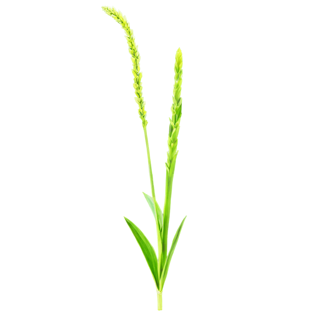 png image of cat tail plant A tall green plant with long green leaves