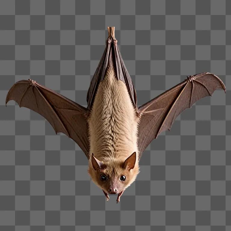 A bat with large wings and a round head