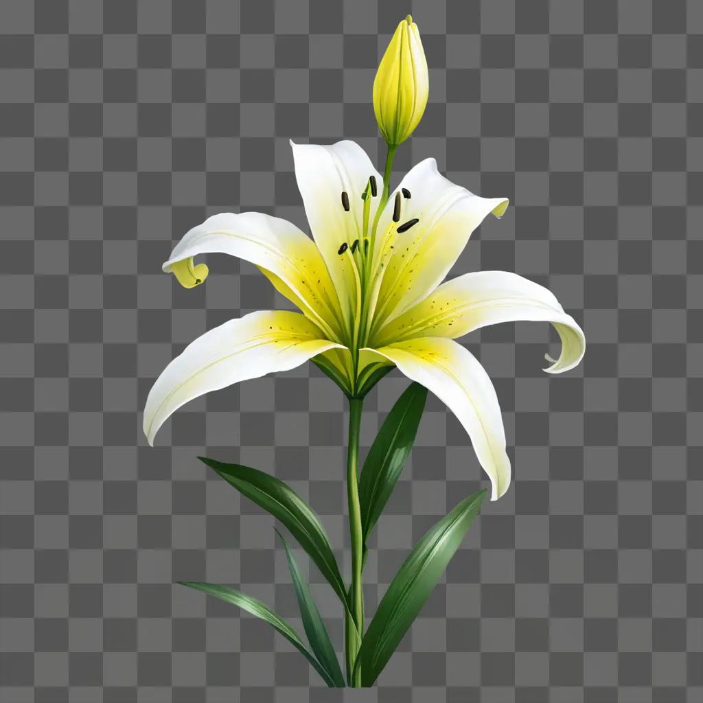 A beautiful lily flower drawing on a green background