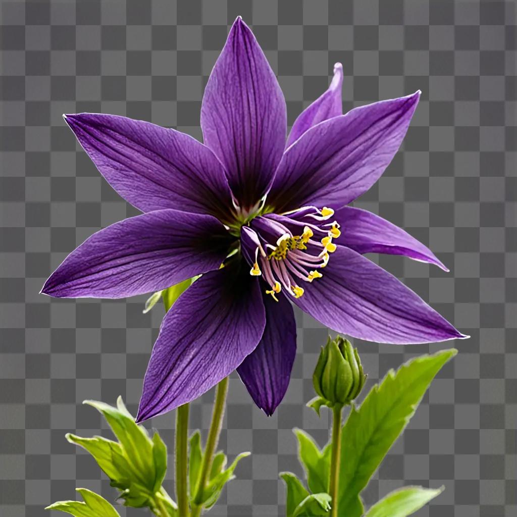 A dark purple flower with yellow stamens