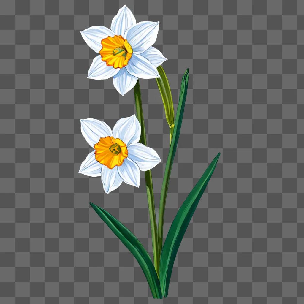 A digital drawing of a white narcissus flower with yellow center