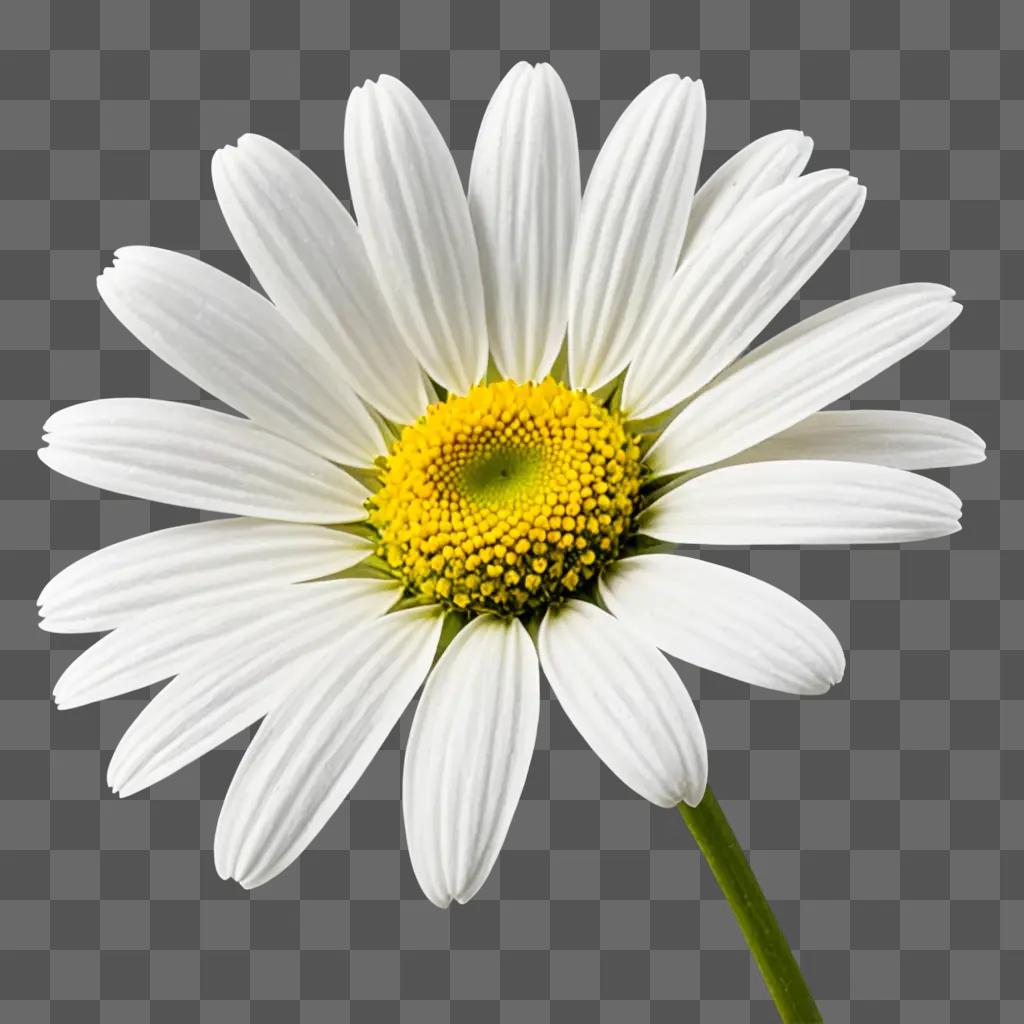 A drawing of a daisy with a yellow center